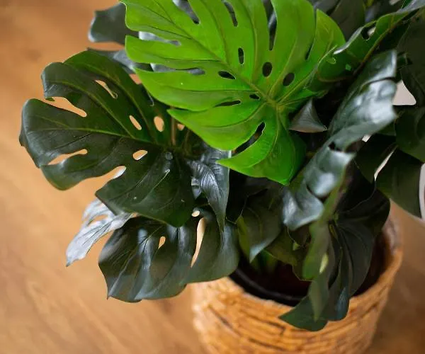 Apartman Homeforguest Modern And New Beachfront